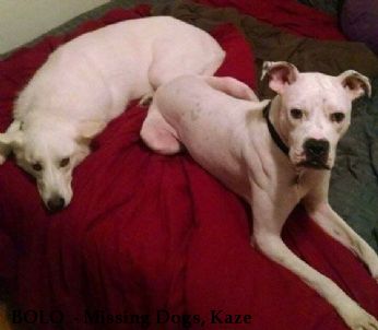BOLO  - Missing Dogs, Kaze & Jax Near Chattanooga, TN, 37402